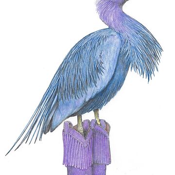 Artwork thumbnail, Little blue heron in cowgirl boots by JimsBirds