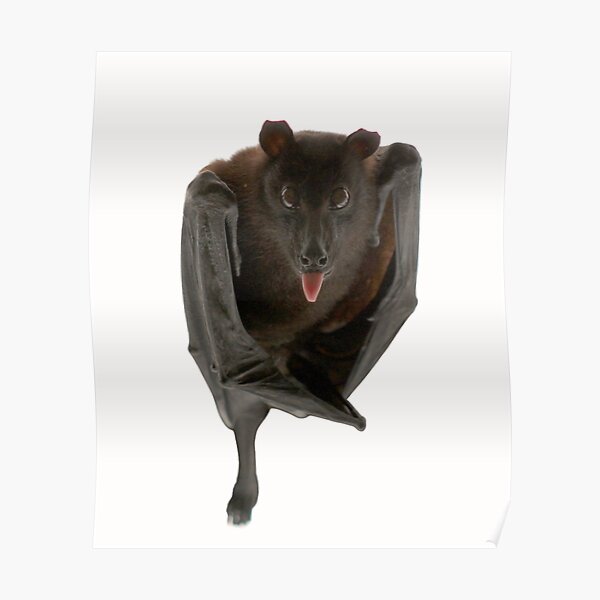 Batzilla the flying fox Poster