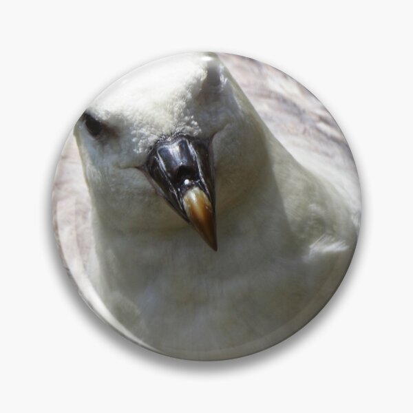 Item preview, A fulmar at  Cantick Head Lighthouse on the beautiful Orkney island of Hoy in Scotland  designed and sold by Alan Mackinnon.