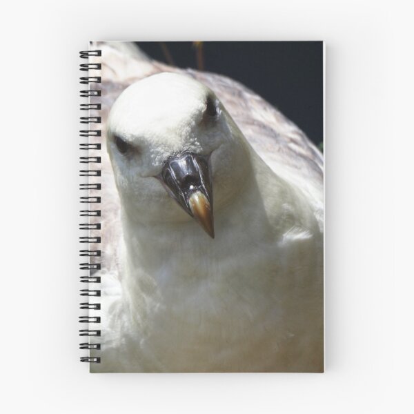Item preview, A fulmar at  Cantick Head Lighthouse on the beautiful Orkney island of Hoy in Scotland  designed and sold by Alan Mackinnon.