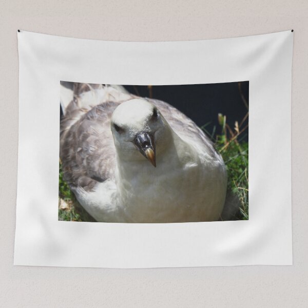 Item preview, A fulmar at  Cantick Head Lighthouse on the beautiful Orkney island of Hoy in Scotland  designed and sold by Alan Mackinnon.