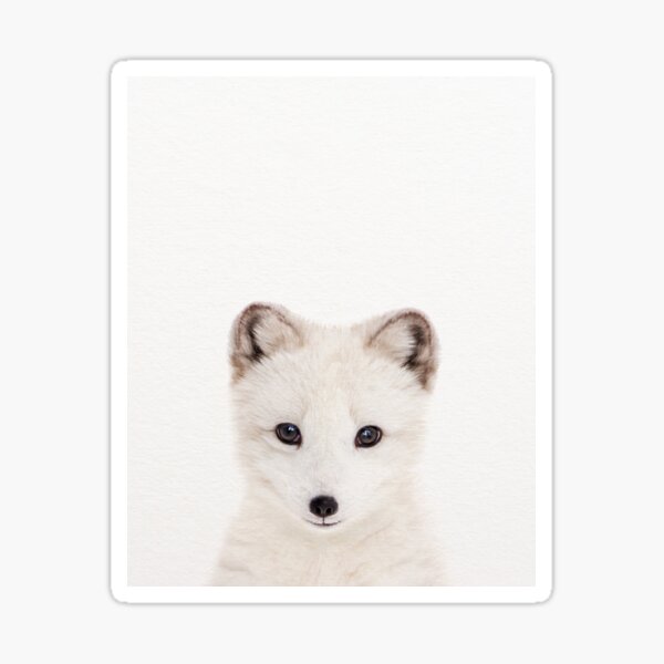 Arctic Fox Wall Gifts Merchandise Redbubble - arctic fox rainbow roblox