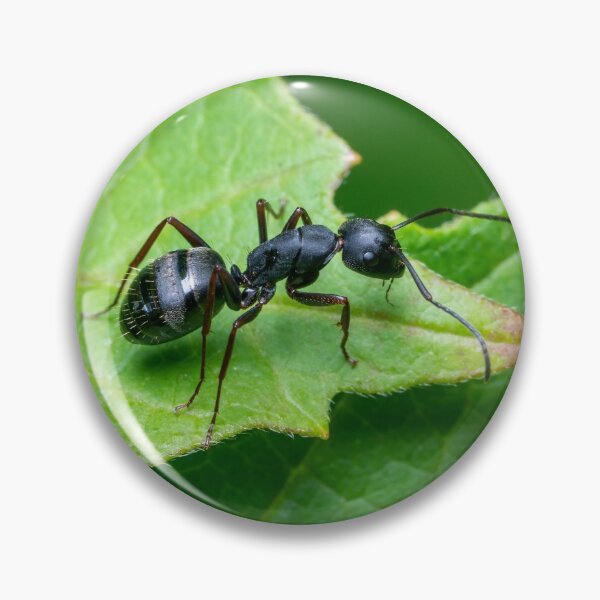 Item preview, Carpenter Ant designed and sold by SorryToBugYou.