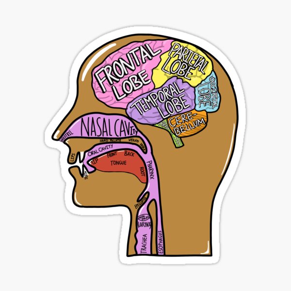 Head anatomy Sticker