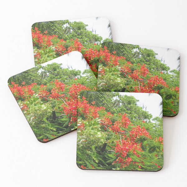 Item preview, Royal Poinciana Tree Flowers designed and sold by abacoian.