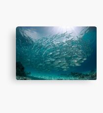 Bigeye jacks Canvas Print