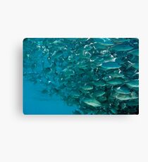 Bigeye jacks Canvas Print