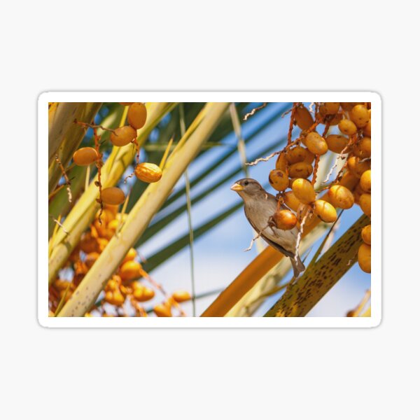 Little Sparrow on a Date Palm Tree Sticker
