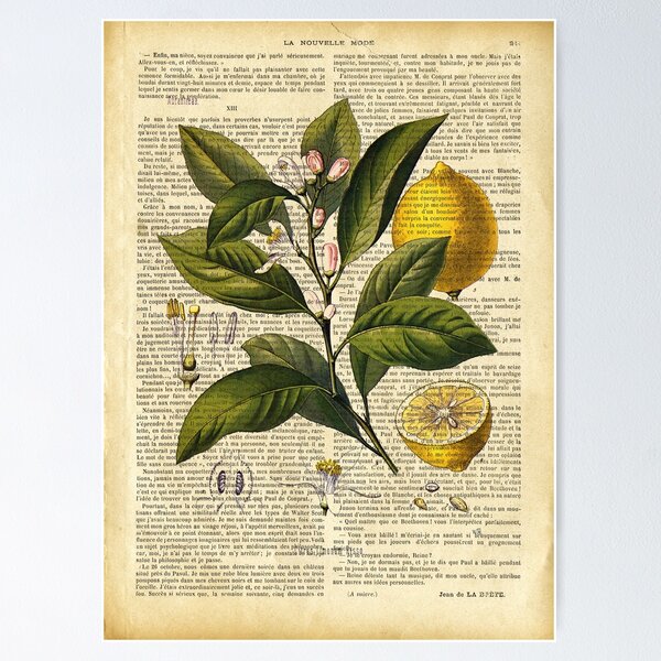 Artikel-Vorschau von Botanischer Druck, auf alter Buchseite – Zitronen, designt und verkauft von Art by Lilia.