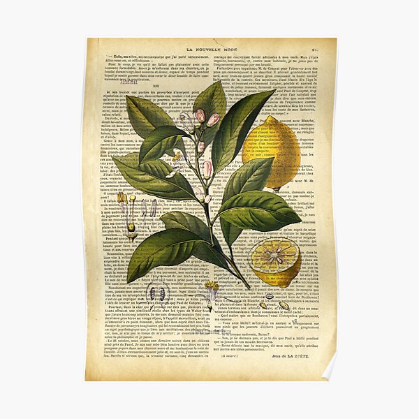 Botanical print, on old book page - lemons Poster