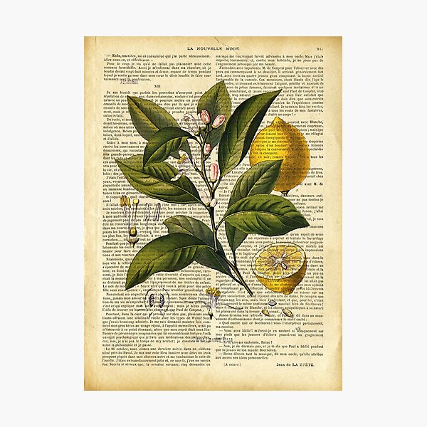 Botanical print, on old book page - lemons Photographic Print