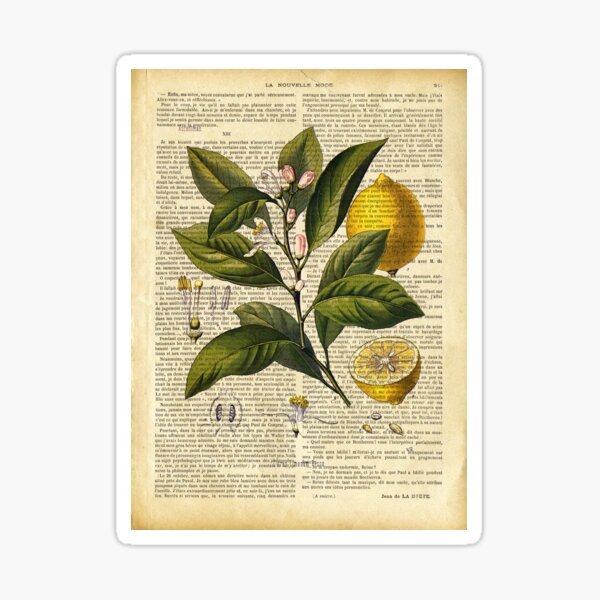 Botanical print, on old book page - lemons Sticker
