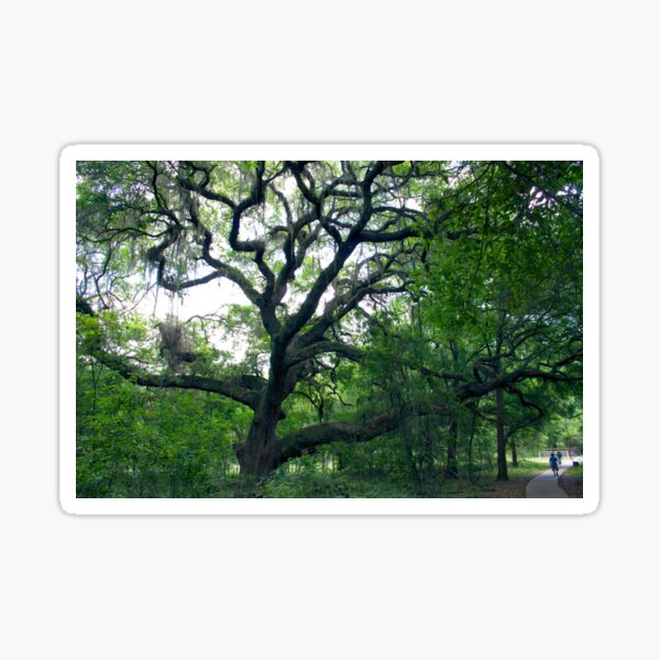 Item preview, Love the Oak designed and sold by hmclark.