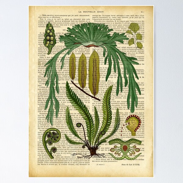 Artikel-Vorschau von Botanischer Druck auf alter Buchseite - Farn, designt und verkauft von Art by Lilia.