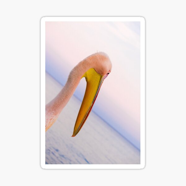 Pink Pelican Watching Sunset Above the Sea Sticker