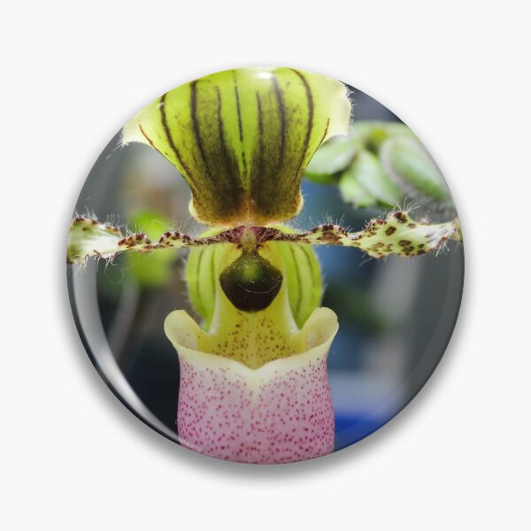 Item preview, Paph Pinocchio ladyslipper orchid designed and sold by 2Canons.