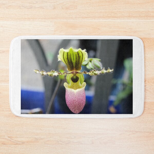 Item preview, Paph Pinocchio ladyslipper orchid designed and sold by 2Canons.
