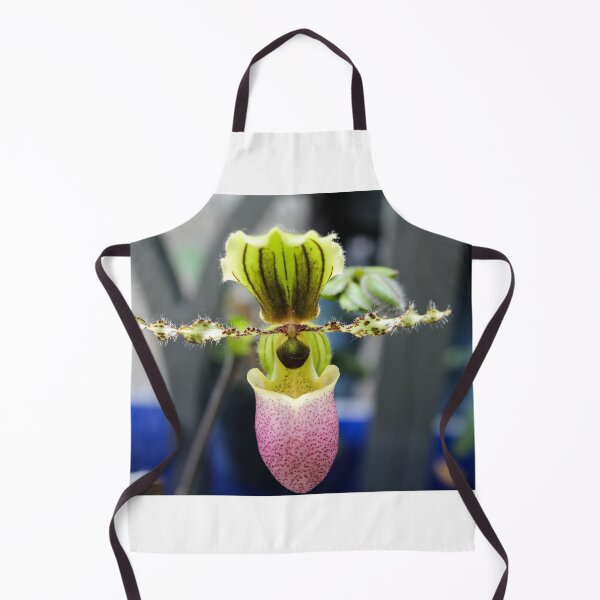 Item preview, Paph Pinocchio ladyslipper orchid designed and sold by 2Canons.