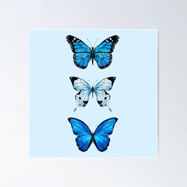 Blue Butterfly Posters for Sale   Redbubble