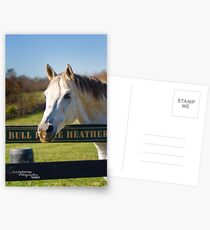 Bull InThe Heather Postcards