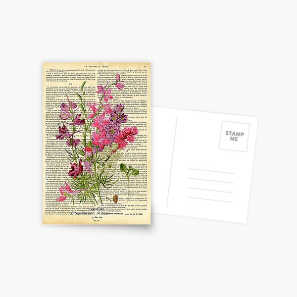 Botanical print, on old book page - garden flowers - pink Postcard