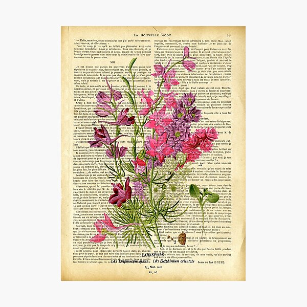Item preview, Gravure botanique sur une page de livre ancien - fleurs de jardin - rose designed and sold by Art by Lilia.