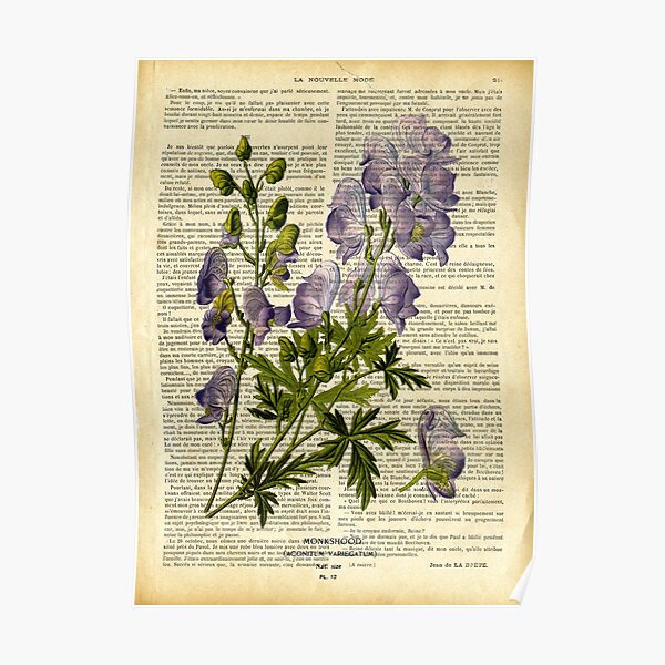 Botanical print, on old book page - garden flowers - delphinium Poster
