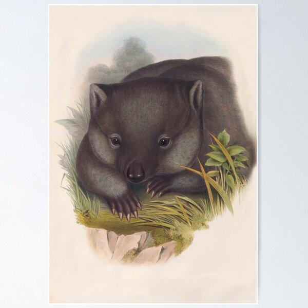 Item preview, Phascolomy's Wombat (Common Wombat) by Henry Richter designed and sold by TheCurators.