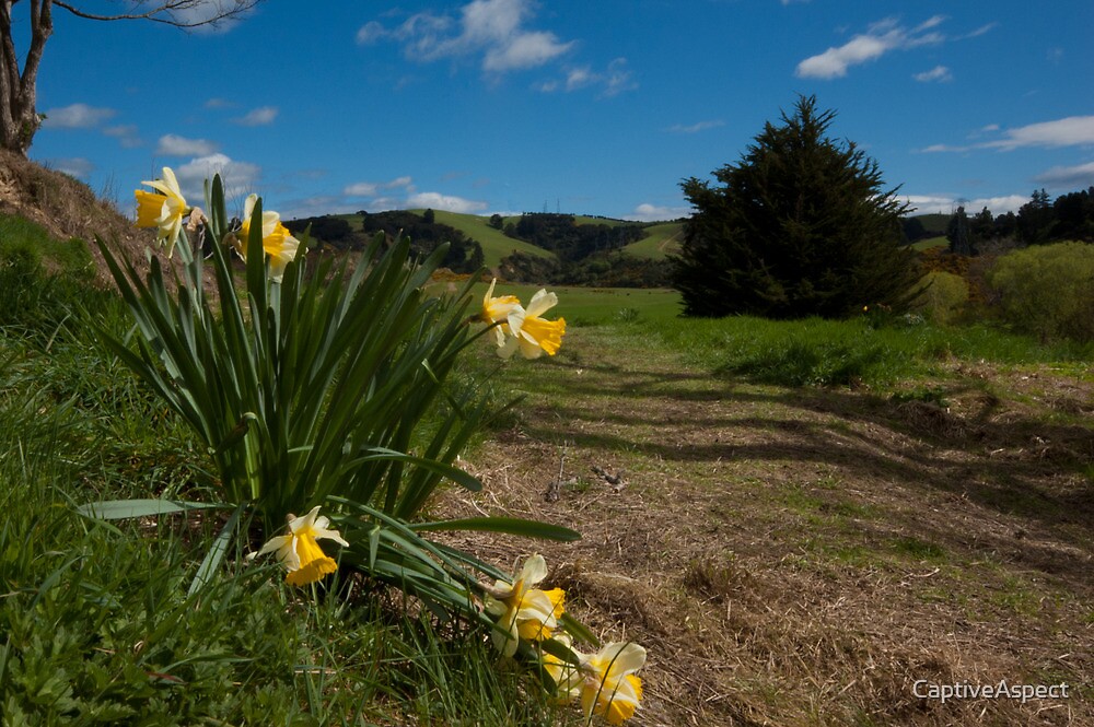 "daffodil farm lawrence new zealand"captiveaspect