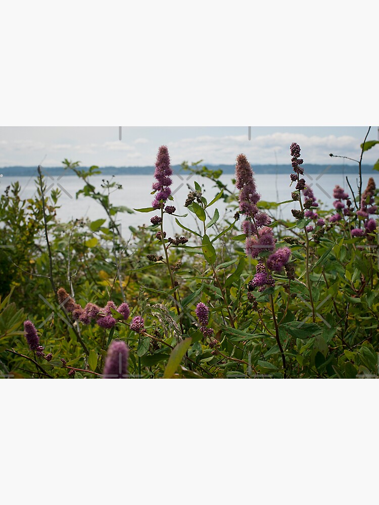 Thumbnail 3 of 3, Sticker, Edmonds Beach Flowers designed and sold by ColeRW.