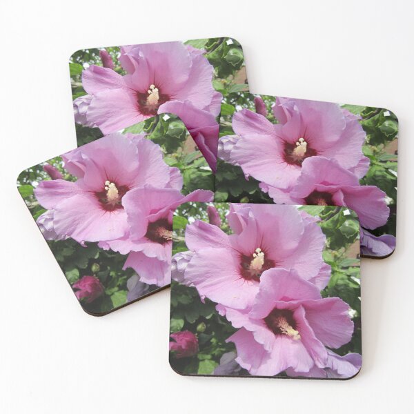 Item preview, Rose of Sharon (Hibiscus syriaca) - pink designed and sold by joshuarainbird.