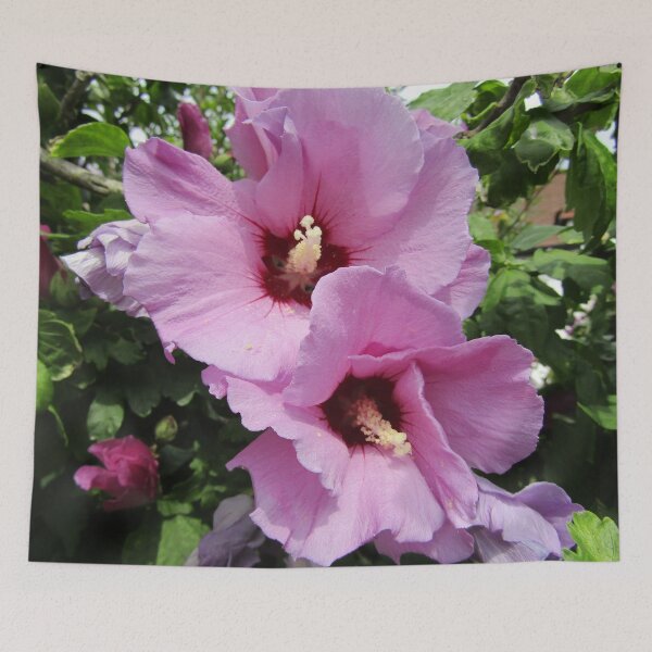 Item preview, Rose of Sharon (Hibiscus syriaca) - pink designed and sold by joshuarainbird.