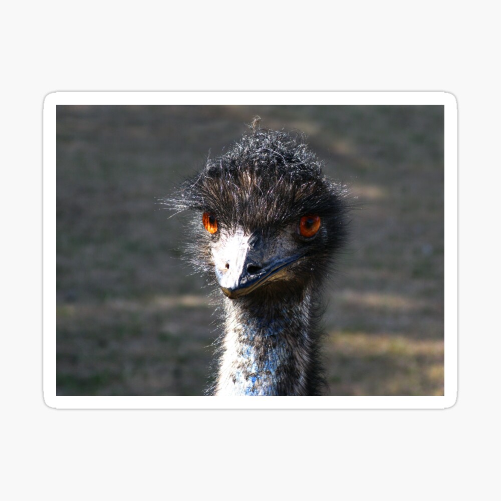 Amber Eyes Australischer Emu Dromaius Novaehollandiae Galeriedruck Von Blossom Redbubble