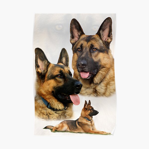 German Shepherd Collage Poster