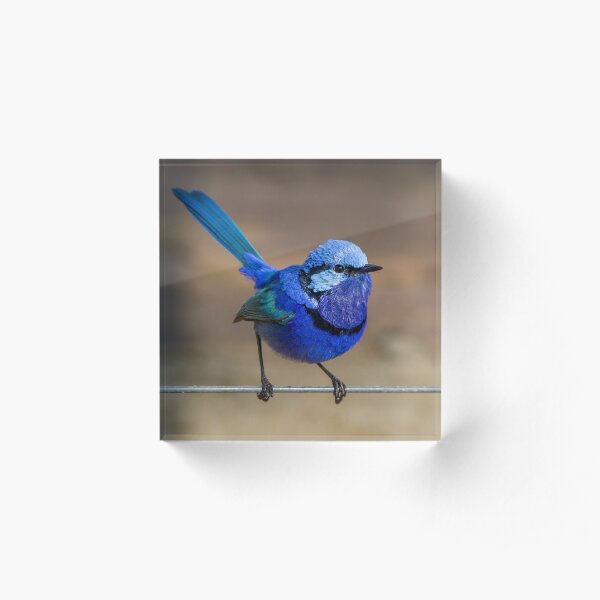 Bluebird Of Happiness Acrylic Block