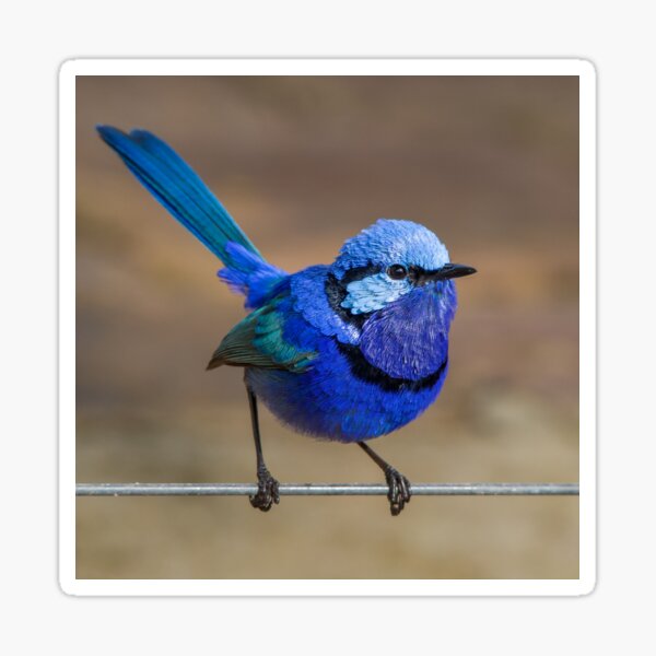 Bluebird Of Happiness Sticker