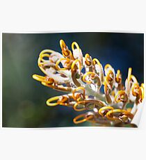 Detailed Grevillea Poster