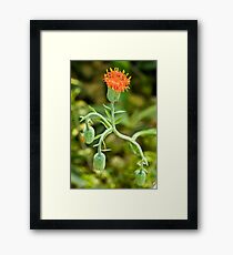 Flower Framed Print