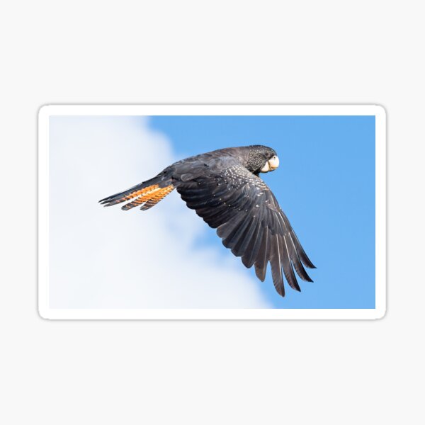 Red-tailed Black Cockatoo in flight 2 Sticker
