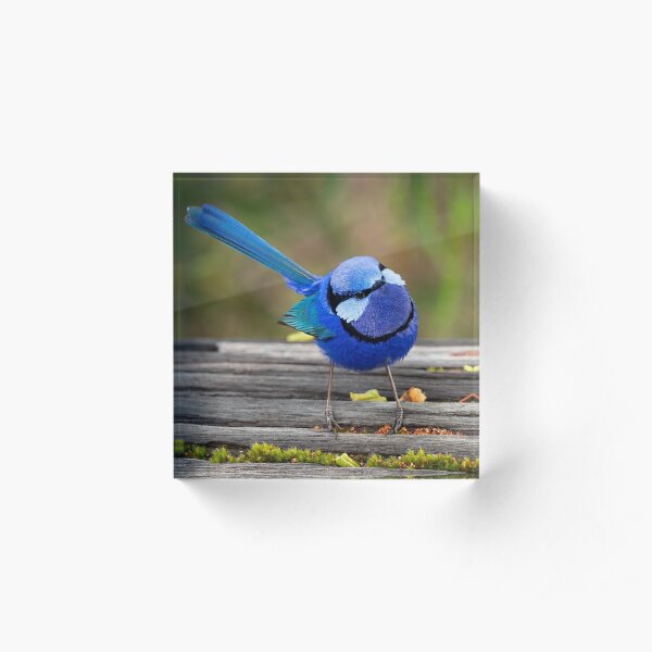 Splendid Enquiry Acrylic Block