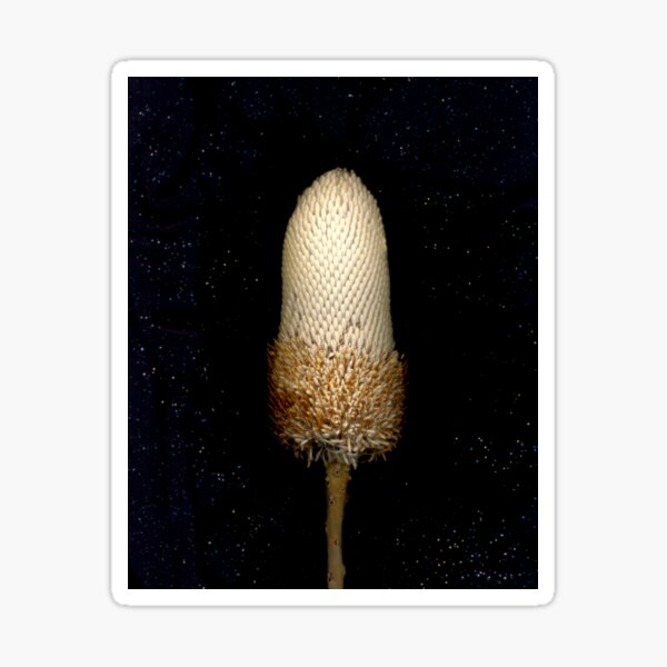 Item preview, Banksia menziesii (Firewood banksia), flower scan. designed and sold by Kirsten Spry.