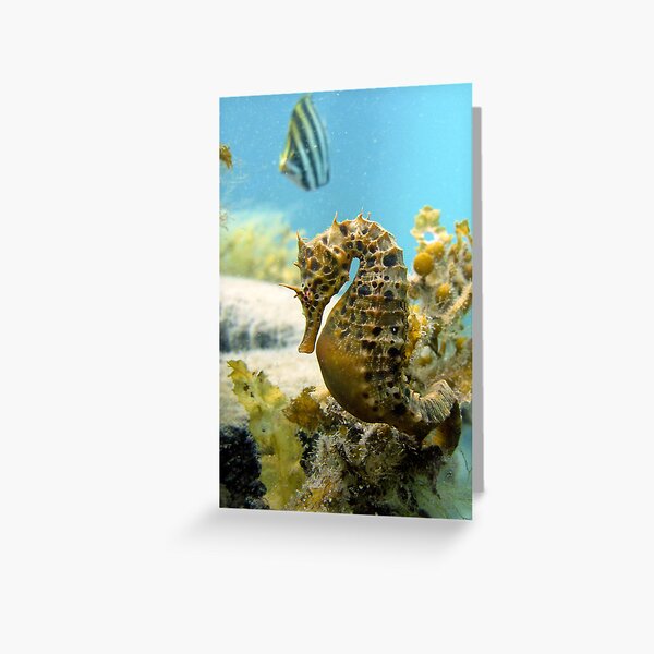 Seahorse and friend Greeting Card