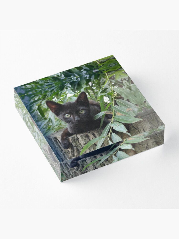 Alternative Ansicht von Kater Paule auf der Weide Acrylblock