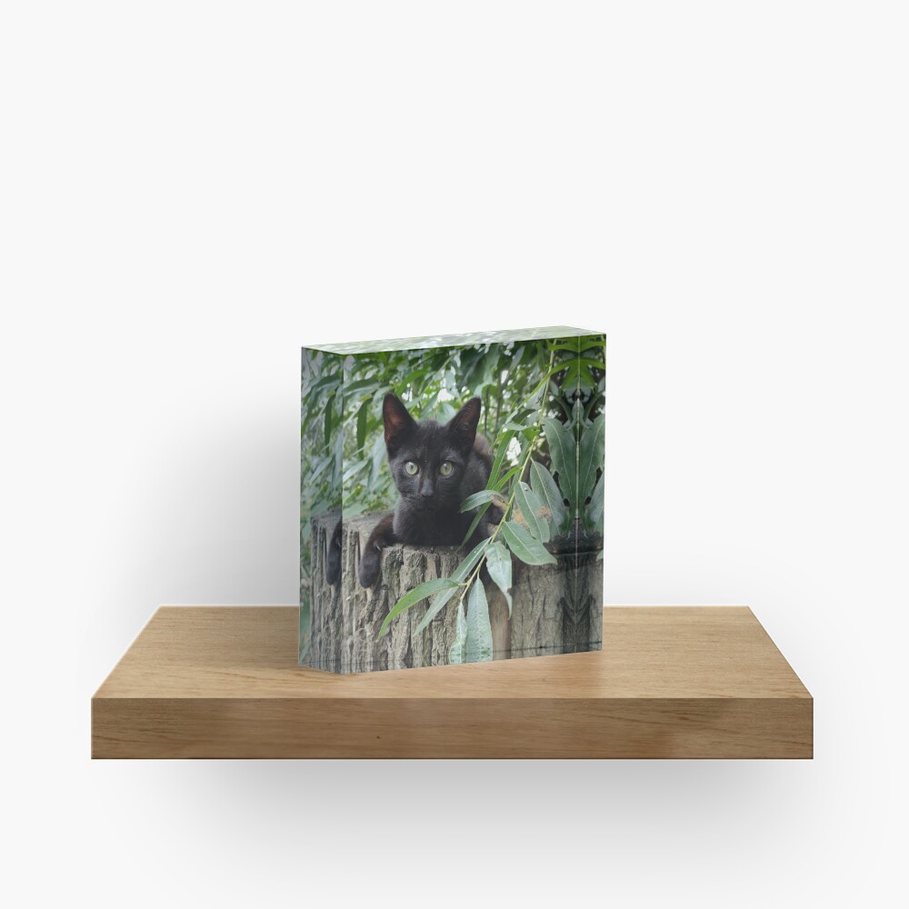 Kater Paule auf der Weide Acrylblock