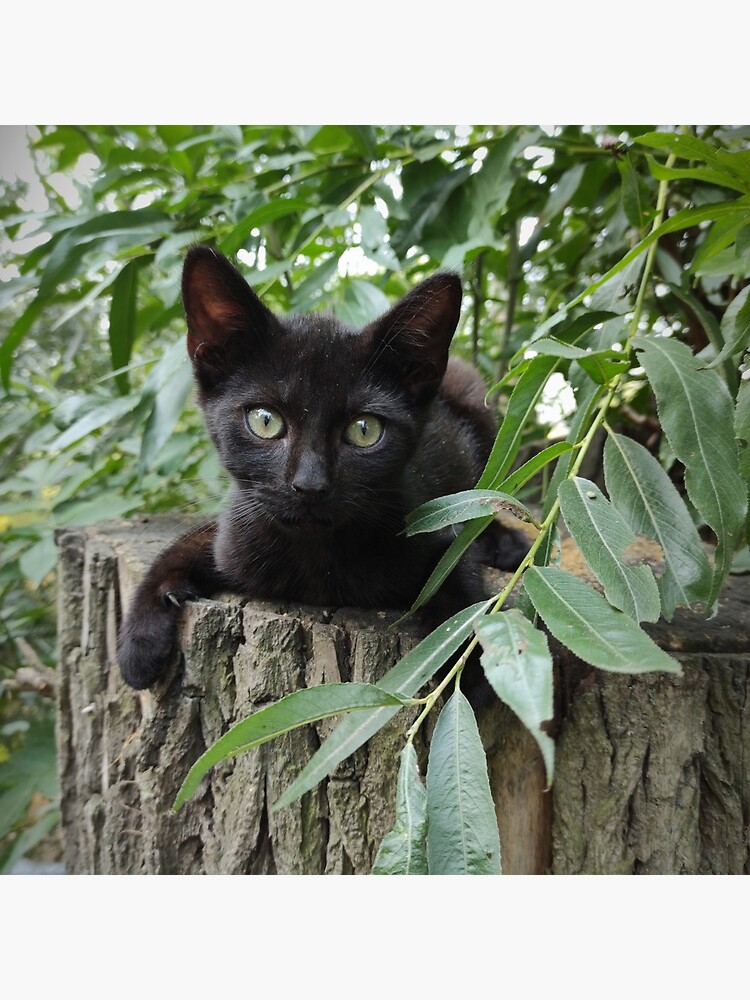 Kater Paule auf der Weide von Gourmetkater
