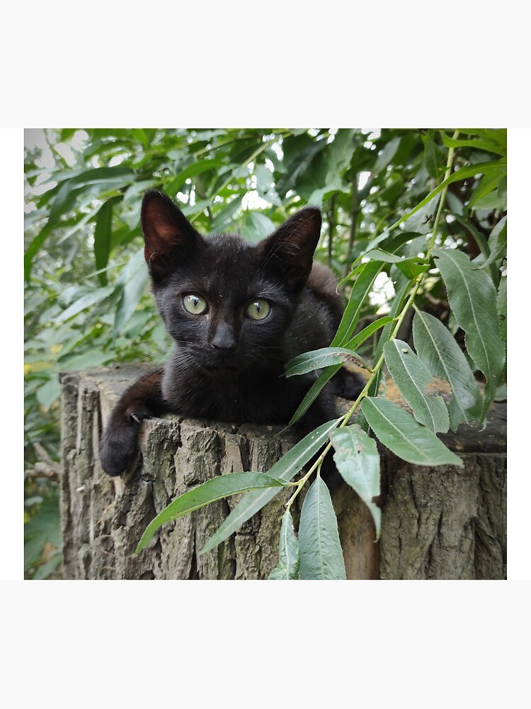 Kater Paule auf der Weide von Gourmetkater