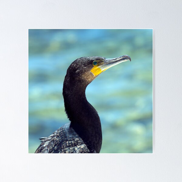 Item preview, The Great Cormorant Portrait. designed and sold by Peter Doré.