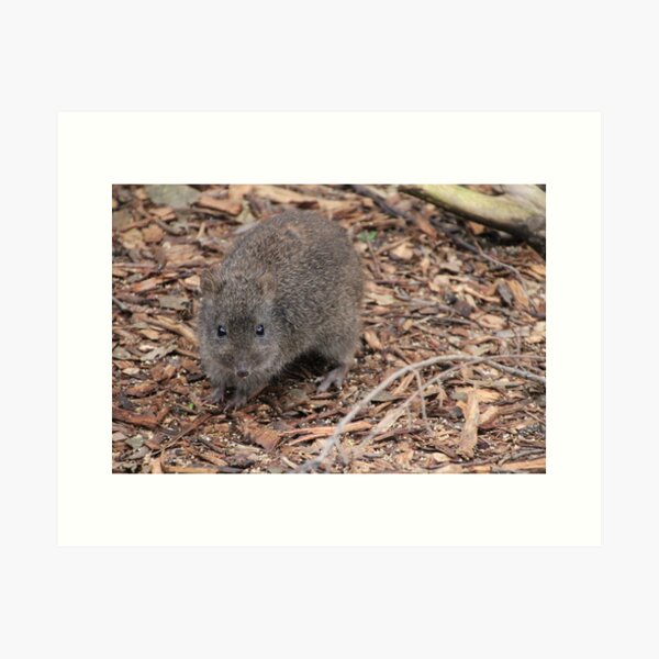Item preview, Potoroo designed and sold by Leanne Davis.