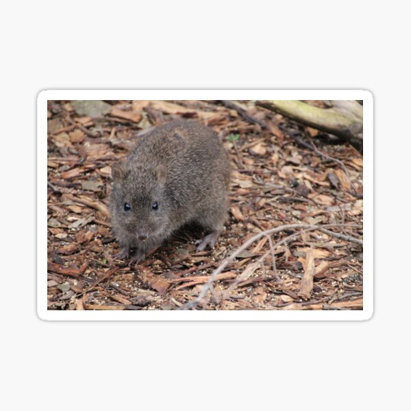 Item preview, Potoroo designed and sold by Leanne Davis.