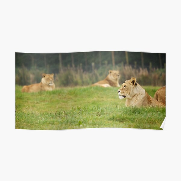 Lions Poster